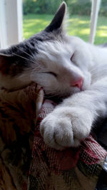 Close-up of cat sleeping