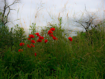 Red poppies growing on field