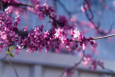 Close-up of pink flowers