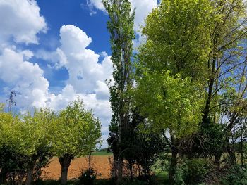 Low angle view of trees against sky