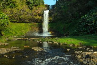 Scenic view of waterfall in forest