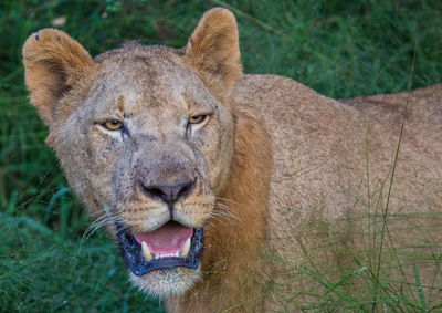 Close-up portrait of a lion