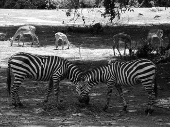 Zebra standing on field