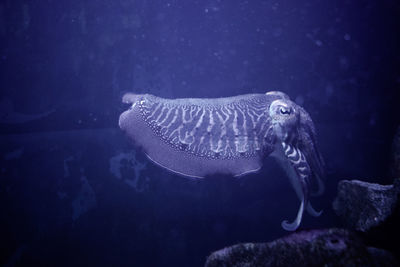 Close-up of jellyfish swimming in sea