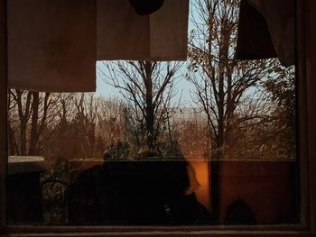 Bare trees seen through glass window at night