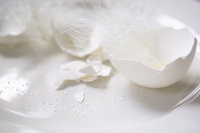 High angle view of white flower on table