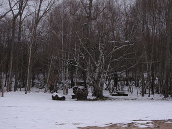 Bare trees on snow during winter