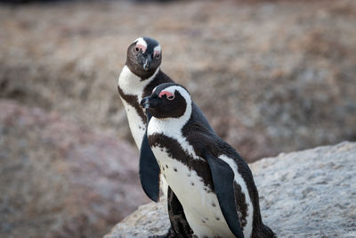 African penguins at seaforth beach colony in cape town, south africa