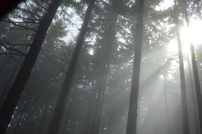 Low angle view of sunlight streaming through trees in forest