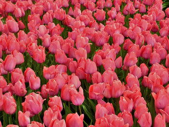Close-up of pink flowering plants