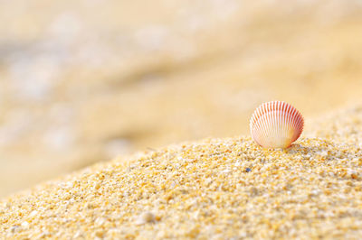 Close-up of clamshell on sand at beach