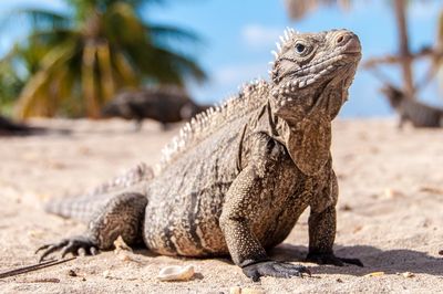 Close-up of lizard