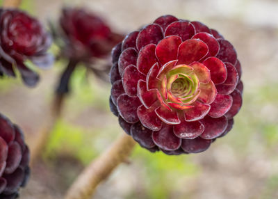 Close-up of red rose