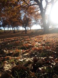 Trees on field during autumn