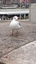 Seagull perching outdoors