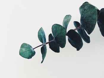 Close-up of plant against white background