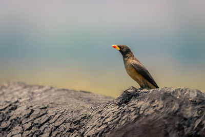 Close-up of bird perching on rock