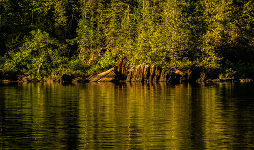 Scenic view of lake in forest