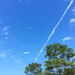 Low angle view of tree against blue sky