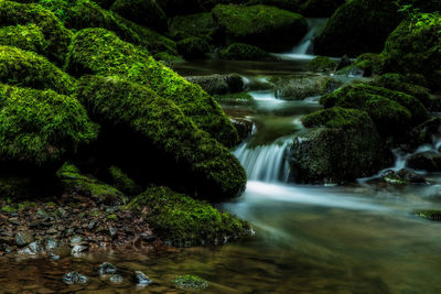 Scenic view of waterfall in forest