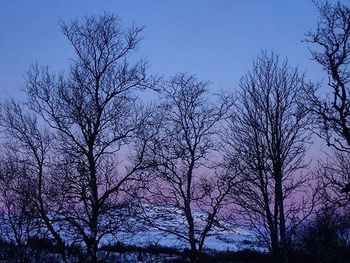 Low angle view of bare trees against blue sky