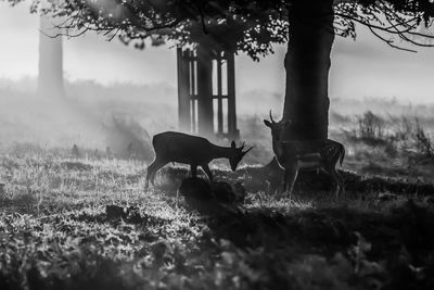 Side view of deer by tree on field