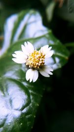 Close-up of white flowering plant