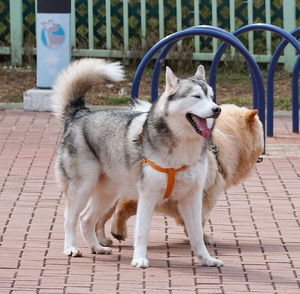 Dogs on footpath in park