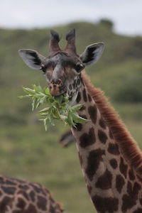 Portrait of giraffe eating leaves