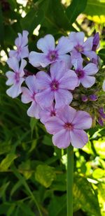 Close-up of pink flowering plant