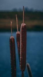 Close-up of rusty chain against sky