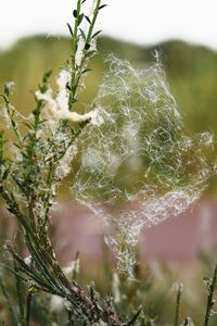 Close-up of spider web on plant