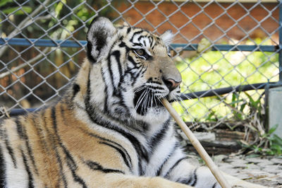 Close-up of tiger in cage