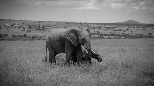 Elephant walking in a field