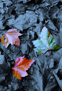 Close-up of maple leaves