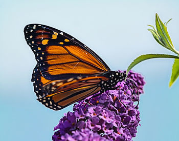 Close-up of butterfly pollinating on purple flower