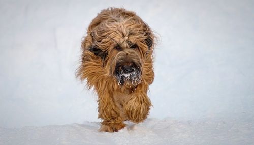 Portrait of dog