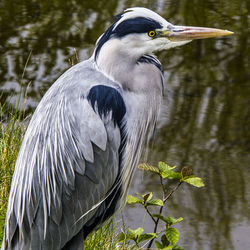 Close-up side view of a bird