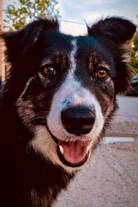 Close-up portrait of dog