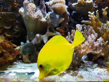 Close-up of fish swimming in sea