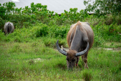 Buffalo standing on field