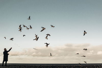 Birds flying over sea against clear sky