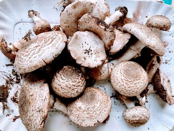 Close-up of mushrooms