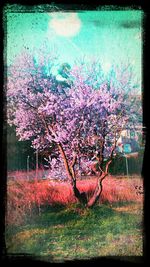 Cherry blossoms in spring