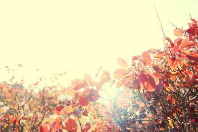 Low angle view of flowering plants against clear sky