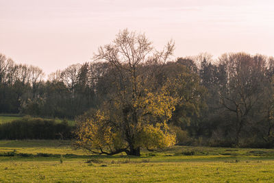 Trees on field against sky during autumn