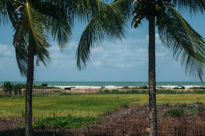 Palm trees by sea against sky