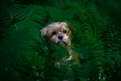 Portrait of little dog in high farn 