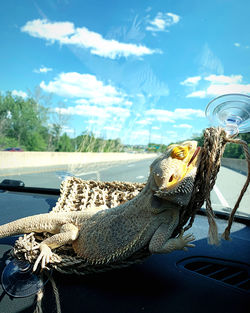 Bearded dragon in hammock 