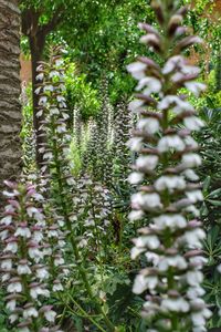 Plants growing outdoors